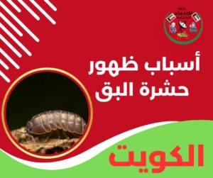 أسباب ظهور حشرة البق