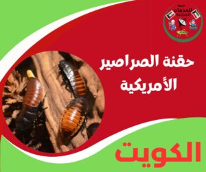 حقنة الصراصير الأمريكية – قوة ضد النوع الكبير