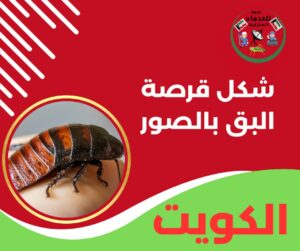 شكل قرصة البق بالصور
