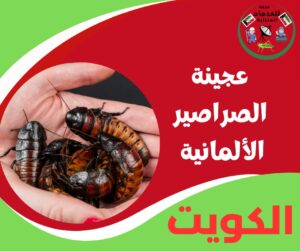 ابرة الصراصير الألمانية – أقوى مواجهة للصراصير العنيدة