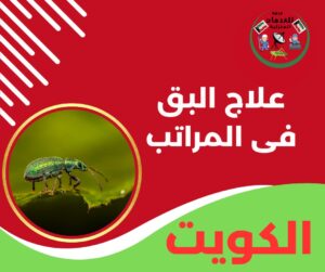 علاج البق في المراتب