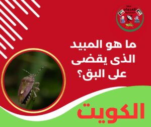 ما هو المبيد الذي يقضي على البق