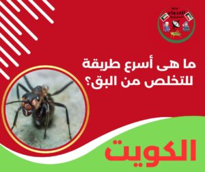 ما هي أسرع طريقة للتخلص من البق؟