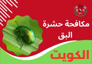 مكافحة حشرة البق