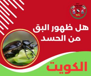 هل ظهور البق من الحسد