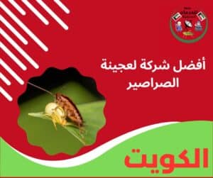أفضل شركة لعجينة الصراصير