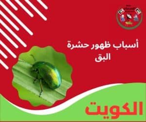 حشرة البق أسباب ظهور حشرة البق