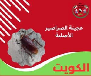 عجينة الصراصير الأصلية