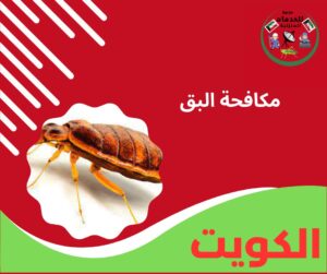 مكافحة البق مكافحة البق