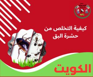 كيفية التخلص من حشرة البق