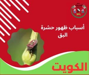 مكافحة البق أسباب ظهور حشرة البق
