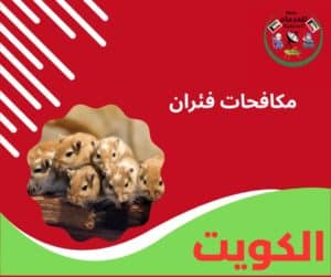 مكافحة الفئران