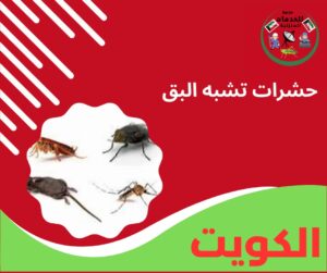 حشرات تشبه البق