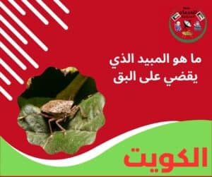 مكافحة البق ما هو المبيد الذي يقضي على البق
