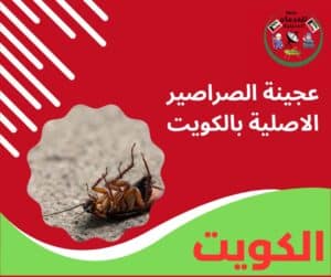 عجينة الصراصير الاصلية بالكويت