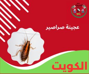 عجينة صراصير