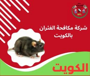 مكافحات فئران شركة مكافحة الفئران بالكويت