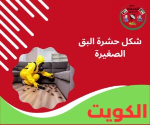 شكل حشرة البق الصغيرة