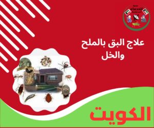 علاج البق بالملح والخل