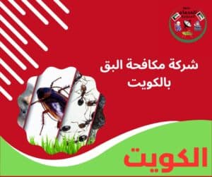 شركة مكافحة البق بالكويت
