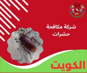 شركة مكافحة حشرات