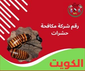 رقم شركة مكافحة حشرات
