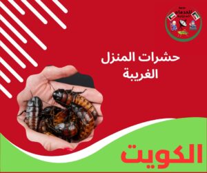 حشرات المنزل الغريبة