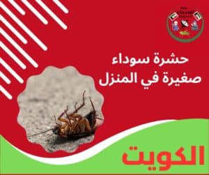 حشرة سوداء صغيرة في المنزل