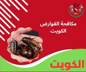 مكافحة القوارض الكويت