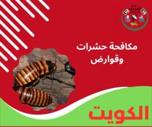 مكافحة حشرات وقوارض