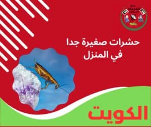 حشرات صغيرة جدا في المنزل