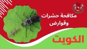 مكافحة حشرات وقوارض
