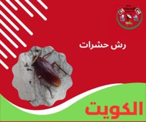 رش حشرات
