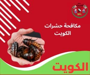 مكافحة حشرات الكويت