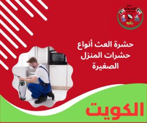 حشرة العث أنواع حشرات المنزل الصغيرة