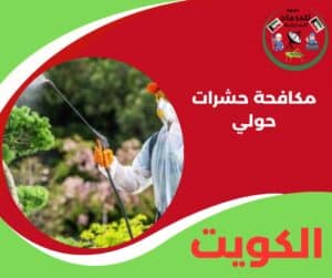 مكافحة حشرات حولي