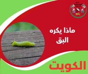 ماذا يكره البق