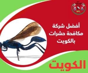 أفضل شركة مكافحة حشرات بالكويت