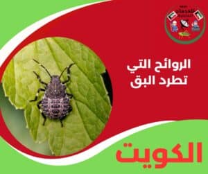 الروائح التي تطرد البق