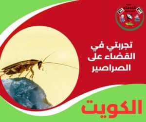 تجربتي في القضاء على الصراصير