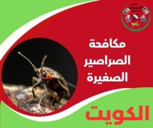 مكافحة الصراصير الصغيرة