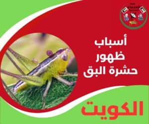 أسباب ظهور حشرة البق