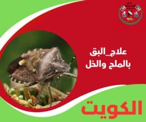 علاج البق بالملح والخل